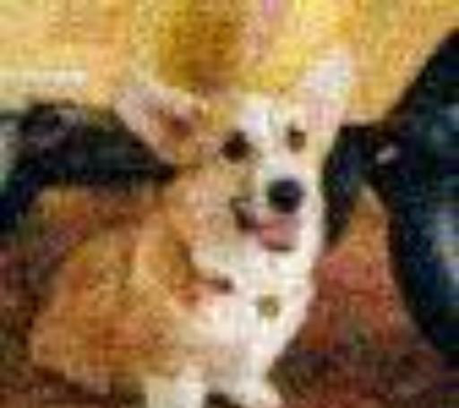 Real degraded input for the corgi portrait